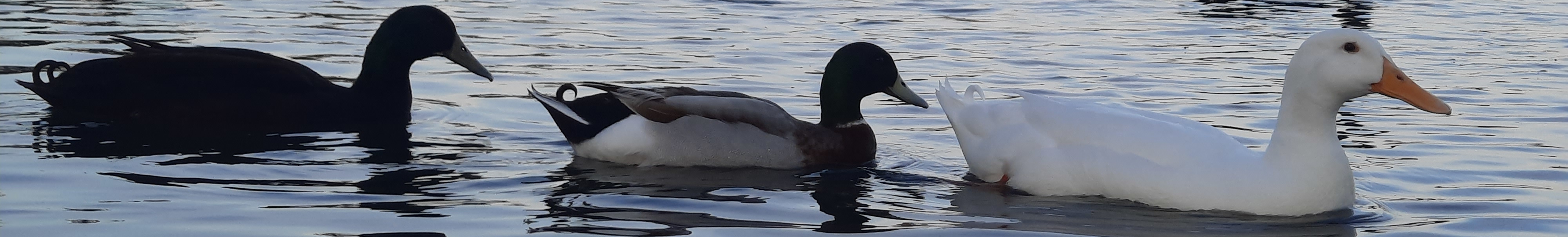 Three cute duckies